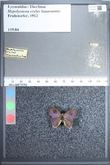 Media type: image;   Entomology 68565